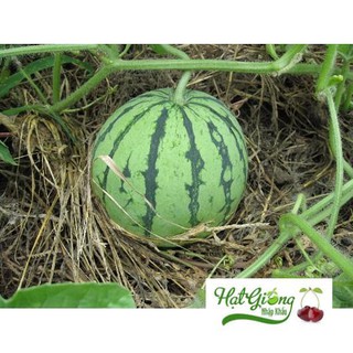 Gói 20 Hạt giống dưa hấu ruột đỏ vỏ sọc cao sản sai quả ngọt LINH NGOC