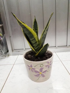 Cây lưỡi hổ Thái(size trung) - bầu đất, không chậu