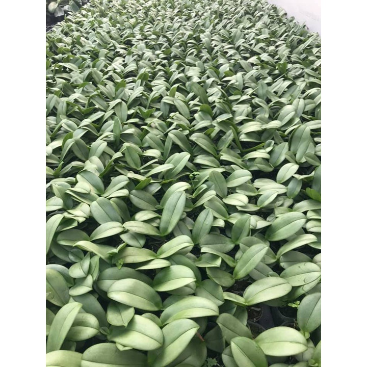 Hồ điệp giống hoa đại 10 màu cây to khỏe cốc 1.7 rất đẹp