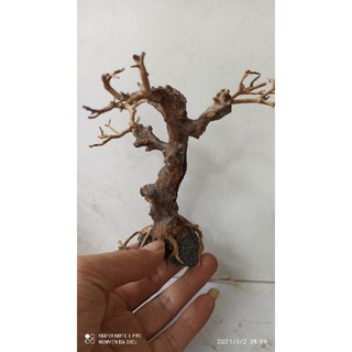 Lũa Thủy Sinh - Bonsai Mini