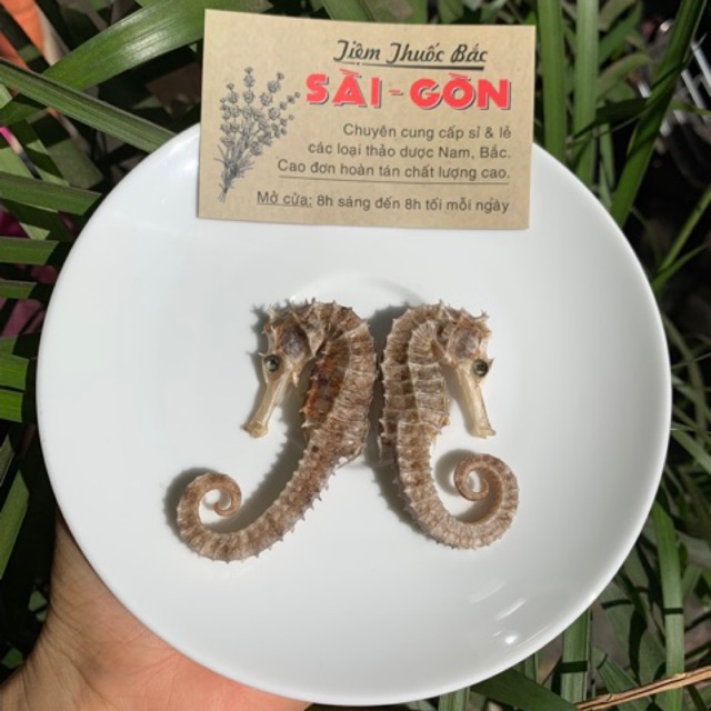 Cá Ngựa Khô 2 con (Đực - Cái)