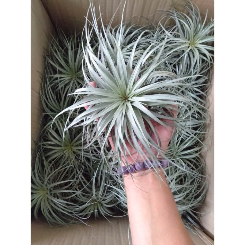Cây không khí hồng hạnh,  T. Houston xoè to đẹp