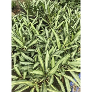 Cây giữ tiền