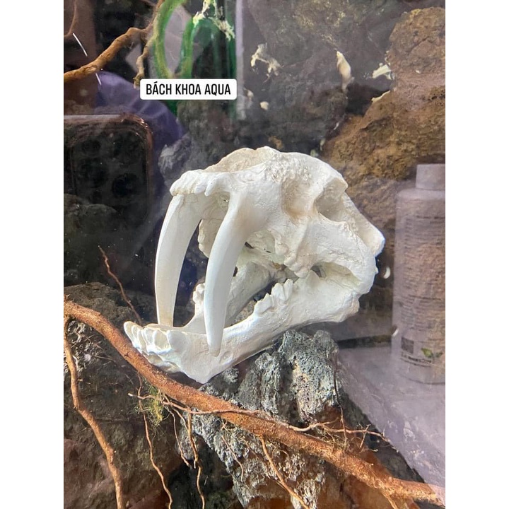 Tượng đầu Hổ 2 nanh đủ size trang trí bể cá