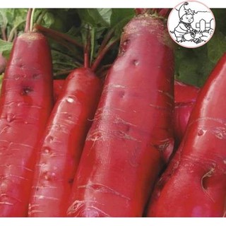 HẠT CỦ CẢI ĐỎ DÀI - GÓI 5 GRAM