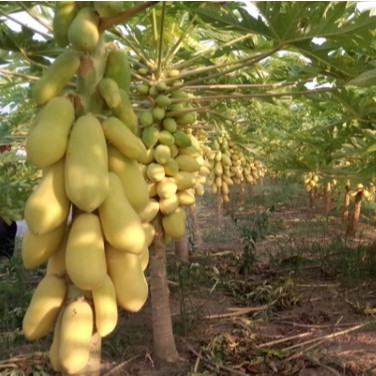 Hạt Giống Đu Đủ Vỏ Vàng (Vĩnh Thành) 5 Hạt