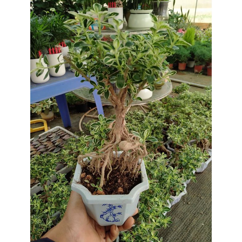 Cây Bạch Tuyết Mai dáng bonsai để bàn