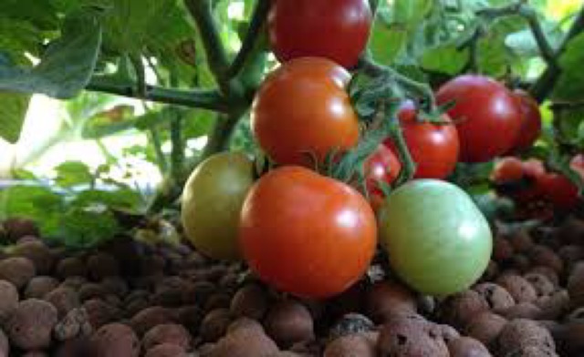 hạt giống cà chua trái lớn- gói 0,5gr