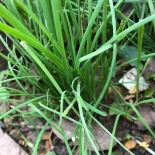 Cây giống hẹ ta (gia vị )