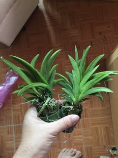 Combo 5 cốc phong lan vũ nữ bút chì
