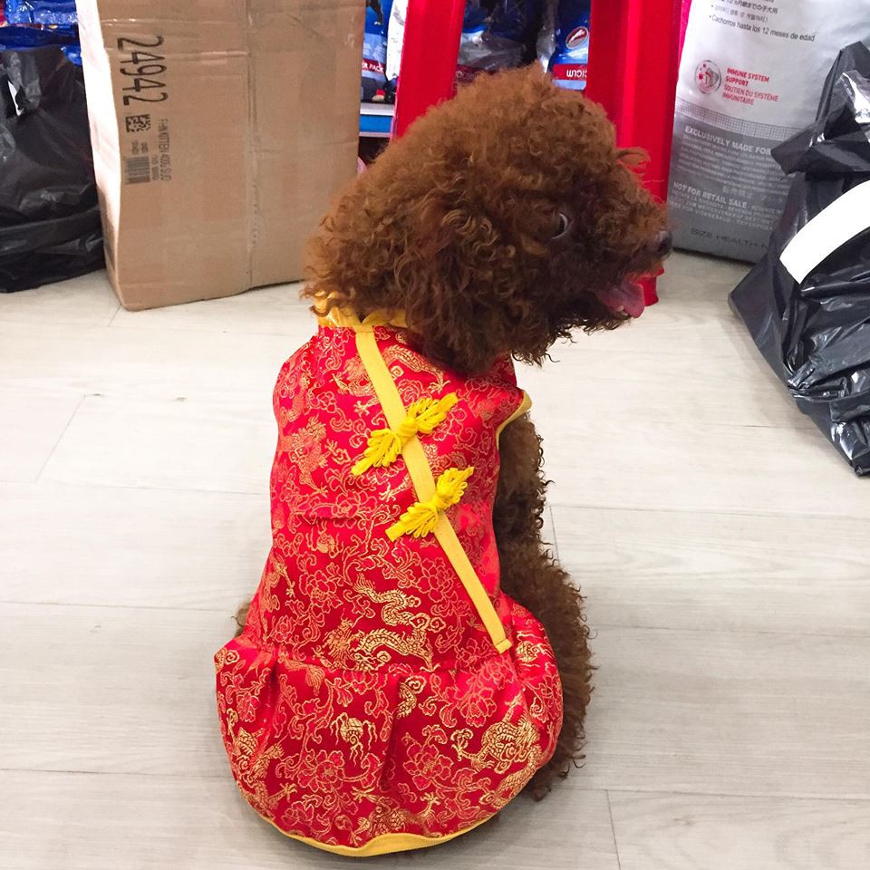 Áo / Đầm vải gấm mặc tết cho chó mèo cực dễ thương, kute