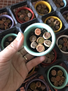 sen mông ( sen lithop)
