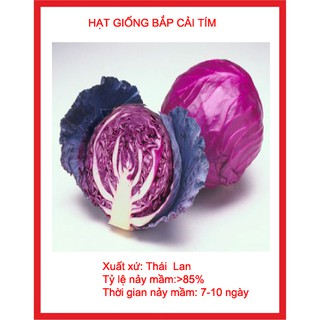 Hạt giống bắp cải tím gói 100 hạt
