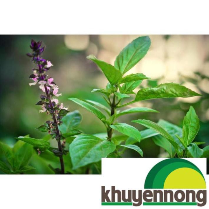 Hạt giống húng quế 200 hạt