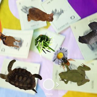 Bộ 31 thẻ ảnh animal 4d (chất liệu bìa giấy A4)