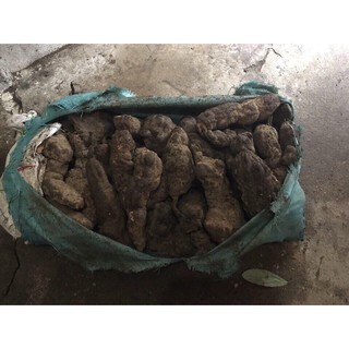 Hà thủ ô đỏ
