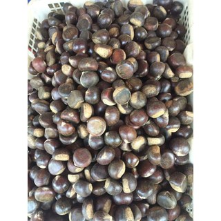 hạt dẻ rừng sapa 0833605001