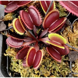 cây bắt mồi,cây bẫy kẹp venus flytrap ( mua 3 tặng 1 pack hạt nắp ấm)
