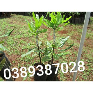 cây mắc ca ghép,giống,2cây
