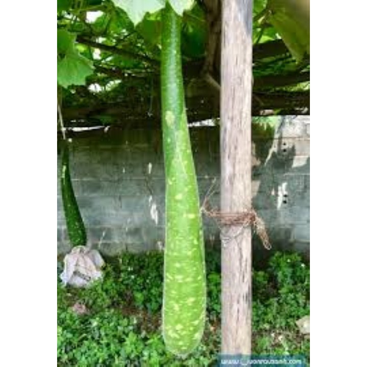 Gói 10 hạt giống bầu sao dài