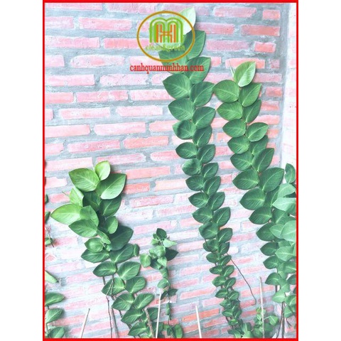 Phân bón tổng hợp NPK 30-9-9+TE 1kg Phát triển thân lá cành cây con phát triển nhanh, phục hồi nhanh