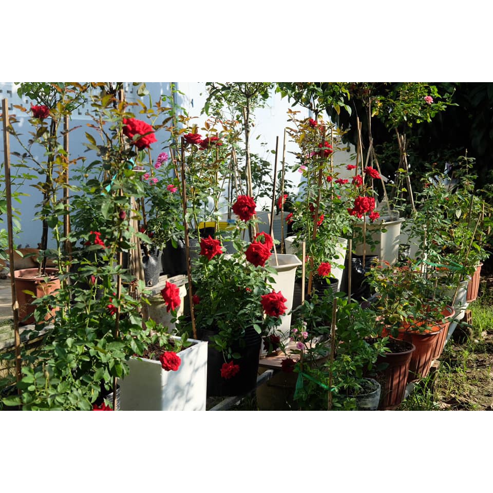 Cây hoa hồng siêu nụ  cao 30-40cm