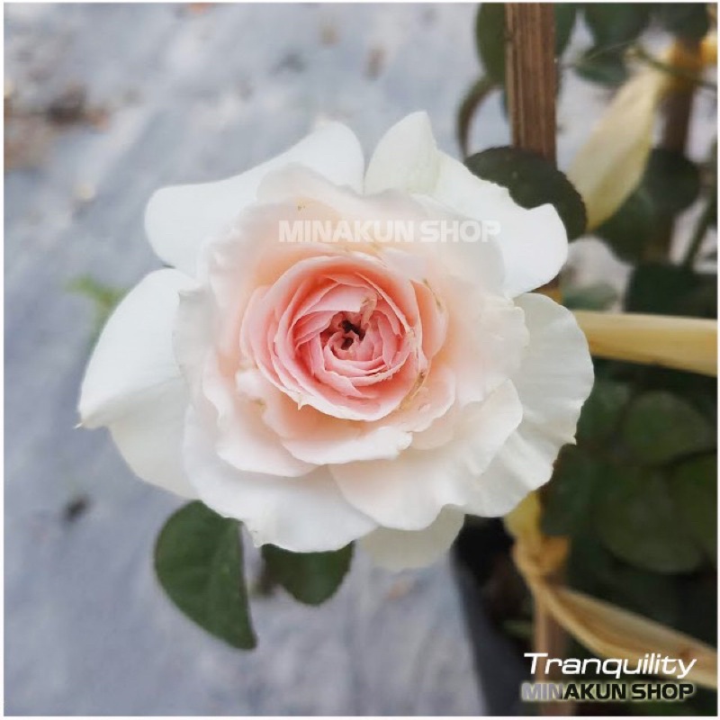 Hoa hồng bụi Tranquillity Rose - hoa thơm