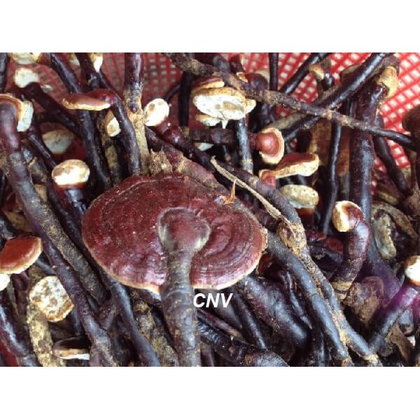 Nấm Linh Chi Đỏ Cao Cấp 500g