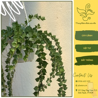 Cây Lan Tim Chậu Treo Mini - Cây Cảnh - Cây Ưa Mát - Chậu Treo