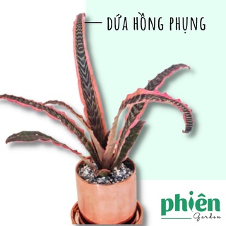 Cây Dứa Đuôi Phụng Cây Dứa hồng phụng