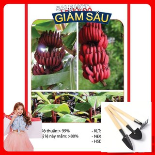 Hạt Giống Chuối Đỏ - 10 Hạt / Gói ( Hàng Loại 1 ) - Tặng Kèm Bộ Dụng Cụ Trồng Cây Mini
