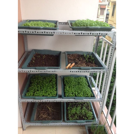 KỆ SẮT TRỒNG RAU 2 TẦNG, 3 TẦNG, DÙNG CHO NHIỀU CỠ KHAY