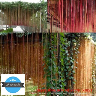 Hạt Giống Cây dây leo - Dây liêm hồ đằng, dây tơ hồng thái 10 hạt