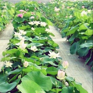 Combo 40 gói hạt giống hoa sen