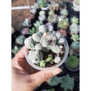 XƯƠNG RỒNG TRỨNG CHIM🌵SIZE6CM🌵SƯƠNG RỒNG ĐÀ LAT🌵THUẤN SỨ NÓNG🌵FREESHIP🌵1 ĐỔI 1