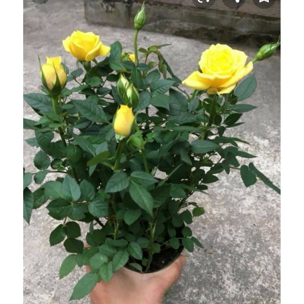 Chậu Hoa Hồng Tezza Vàng (Hoa Tết)