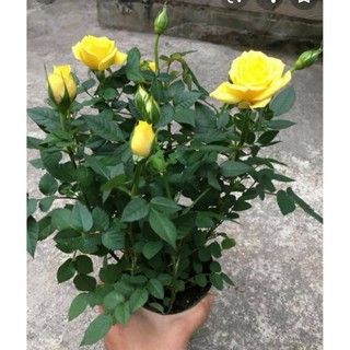 Chậu Hoa Hồng Tezza Vàng (Hoa Tết)