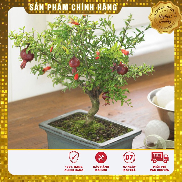 HẠT GIỐNG CÂY LỰU LÙN - GÓI 10 HẠT