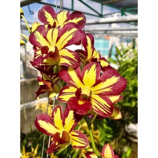 Hoa lan chớp vàng đỏ xổ 5%