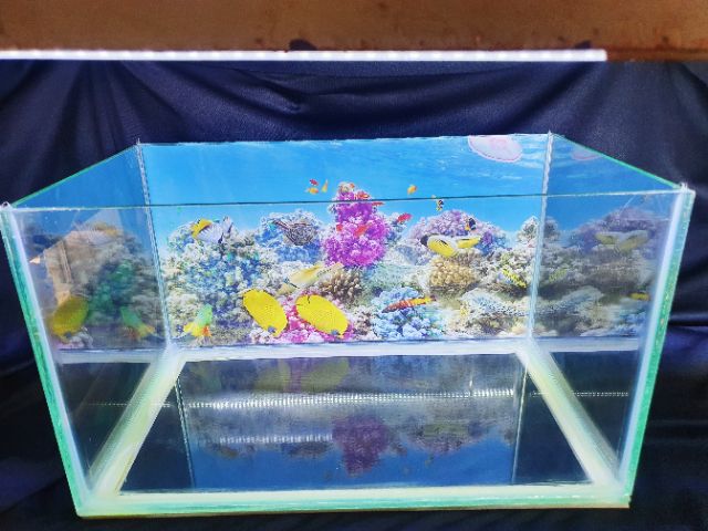 BỂ CÁ 34X20X20CM KÍNH DÀY 5 LY KHÔNG KIỀNG DÁN TRANH SẴN
