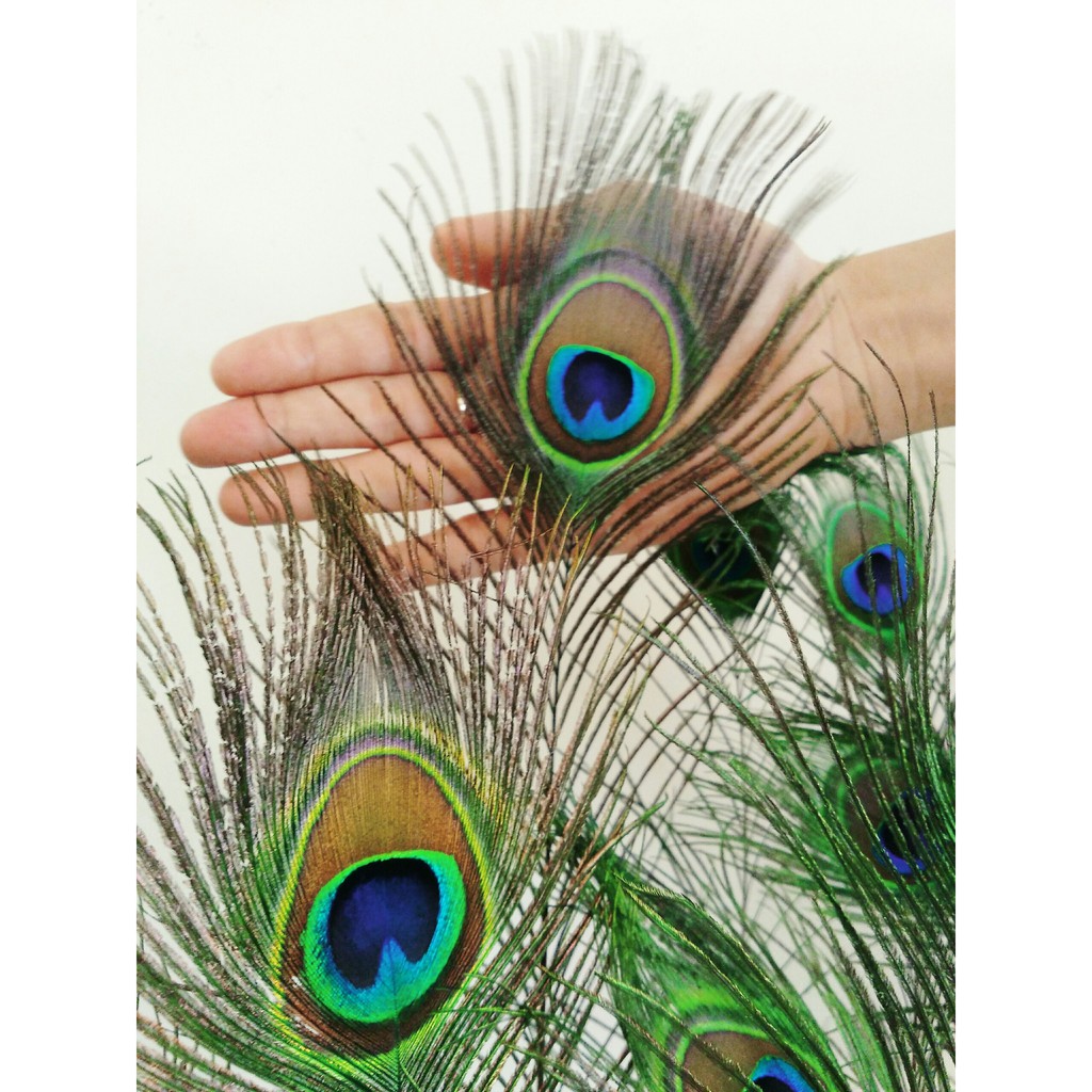 Lông công phong thủy - Lông công trang trí | BigBuy360 - bigbuy360.vn