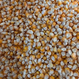 Bắp hạt 1kg cho gà, chim, hamster