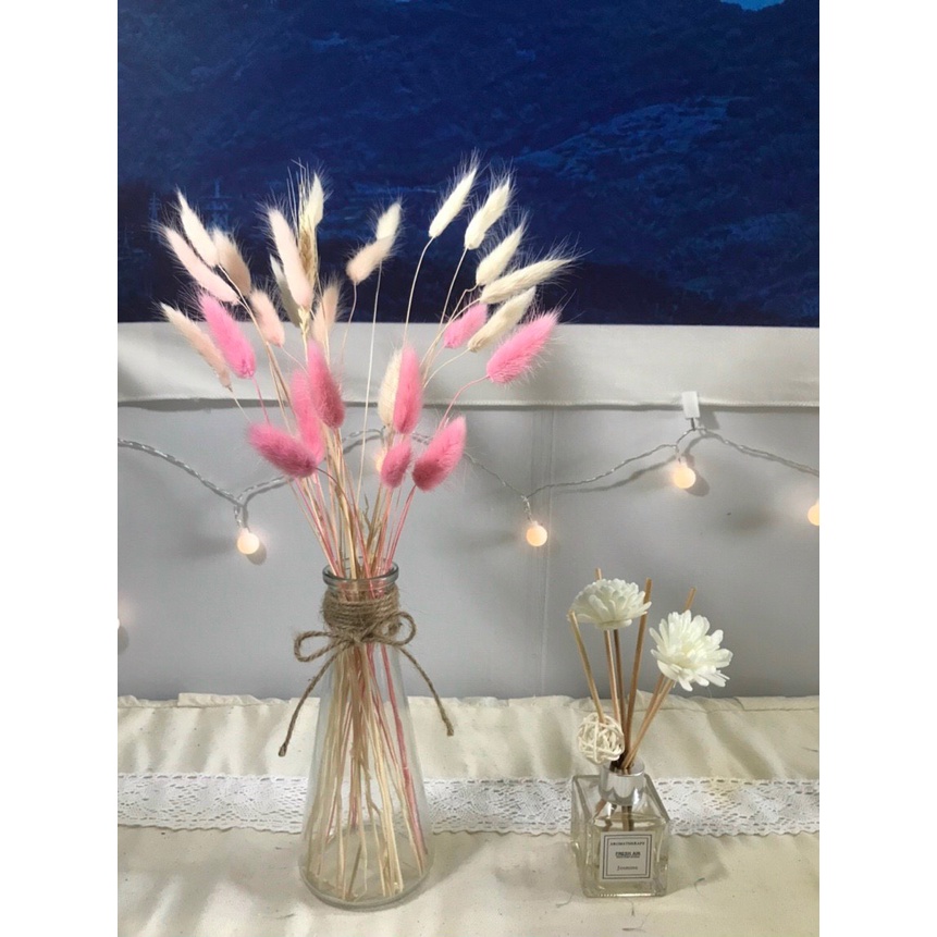 Bó 50 cành Hoa khô CỎ ĐUÔI THỎ nhập khẩu decor, trang trí cửa hàng, nội thất vintages