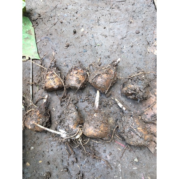 Môn hồng thiên nga