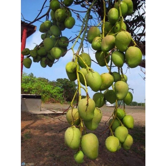 GIỐNG CÂY XOÀI GHÉP 1 NĂM CÓ TRÁI TRỒNG CHẬU SIÊU QUẢ