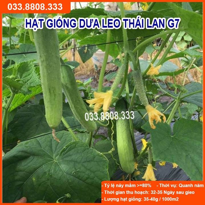Hạt Giống Dưa Leo  G7 F1 gói 1gram - Sai Quả Năng Suất Cao