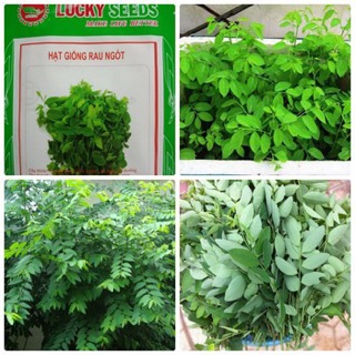 Hạt giống Rau ngót Siêu ngon