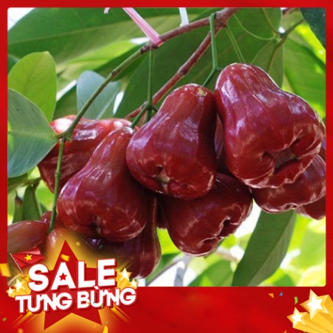 Cây Giống Roi Đỏ Thái Lan-Không Hạt - Mận Đỏ An Phước Cây Ghép Nhanh Cho Quả