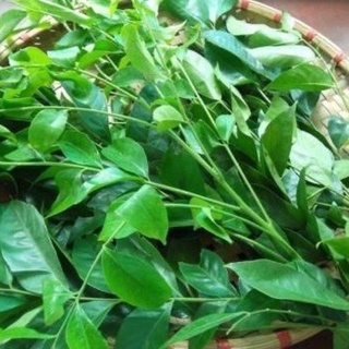 CÂY GIỐNG MẮC MẬT (ảnh thật hình cuối)