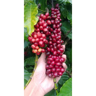 Cà Phê Nguyên Chất - cà phê robusta (500GR)
